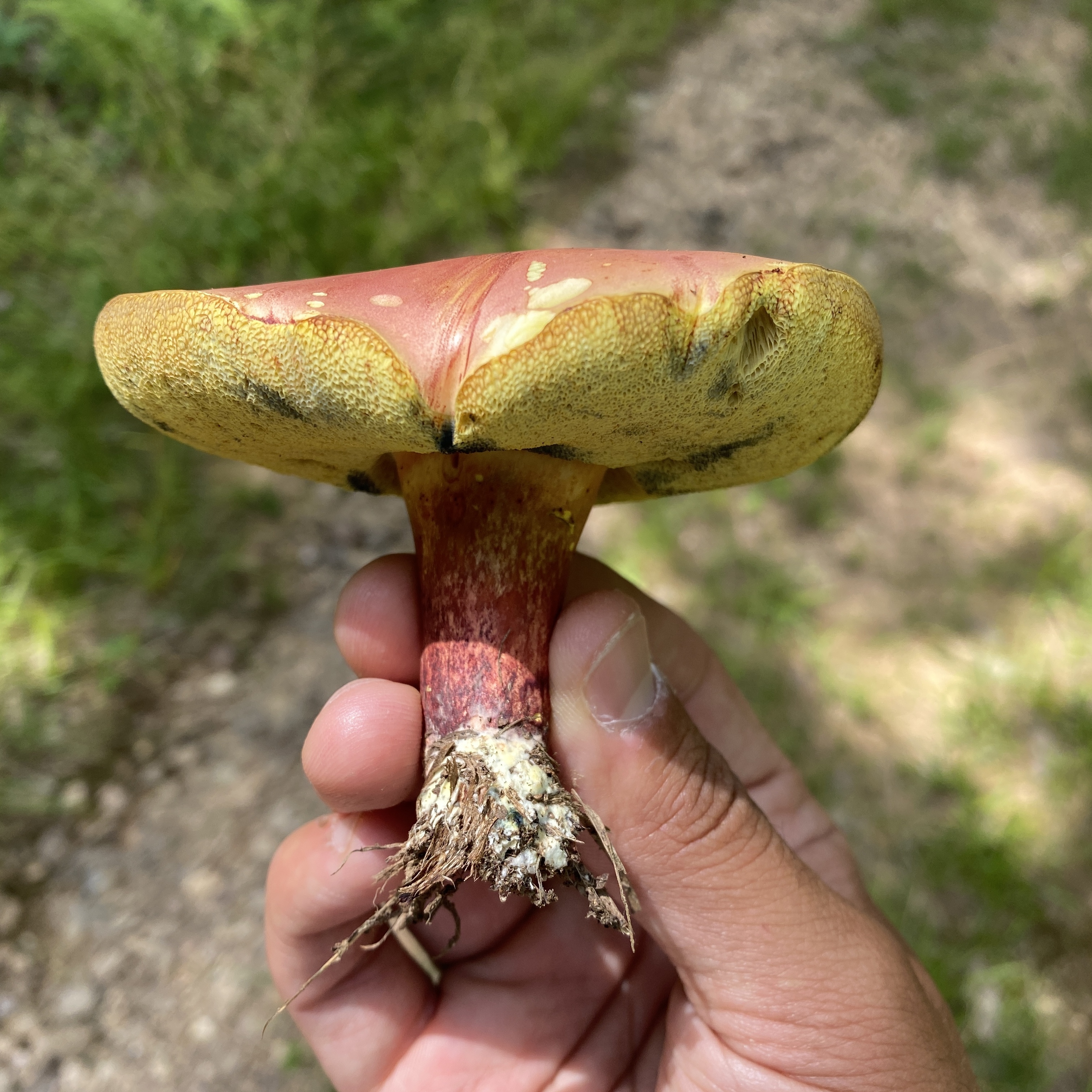 Mushroom ID Walk - logo